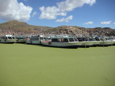 Plant covered Puno Harbour