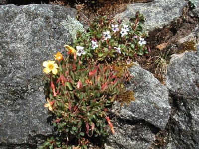 Flora amongst the stonework