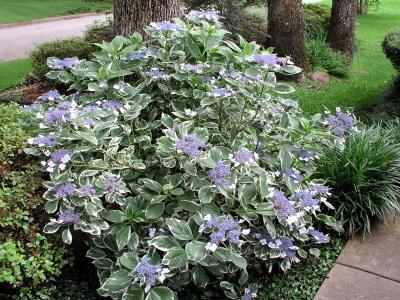 Lacecap Hydrangea