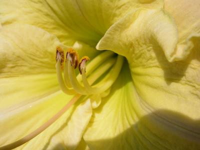 Daylily (super macro)