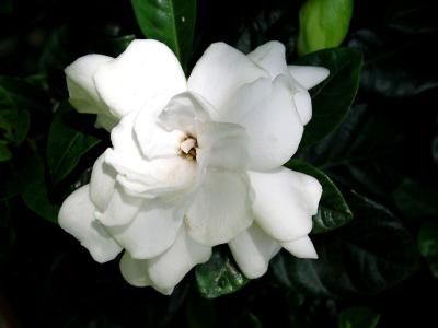 Gardenia (Can you smell it?)