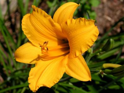 Daylily