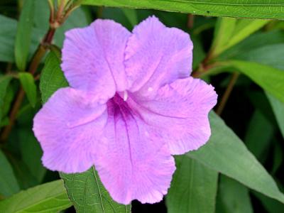 Ruella - Mexican Petunia