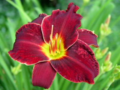 Daylily