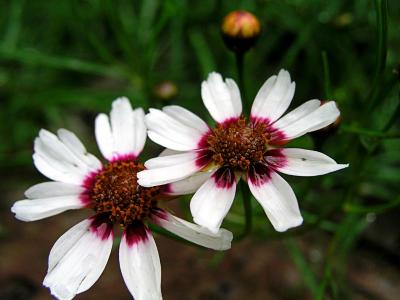 Coreopsis - Sweet Dreams