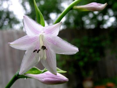 Hosta flower
