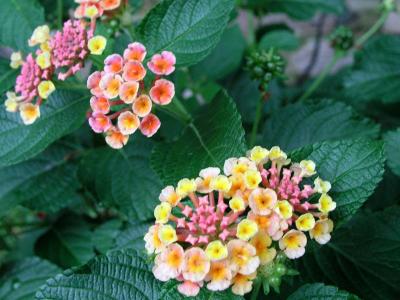 Lantana