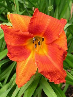 Daylily