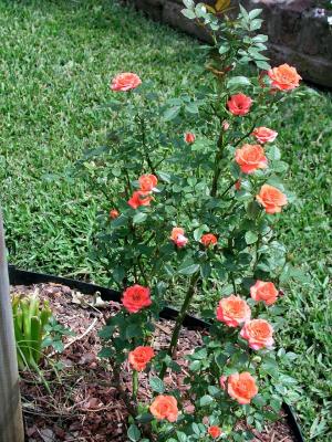 Minature Rose bush