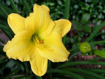 Daylily