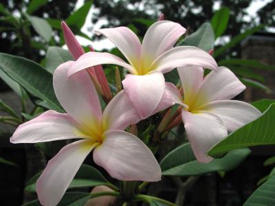 Plumeria (first this year) June 10th