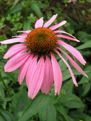 Purple coneflower
