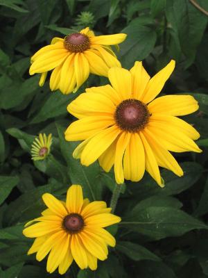 Black-eyed Susan