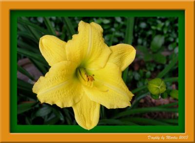 Framed Daylily
