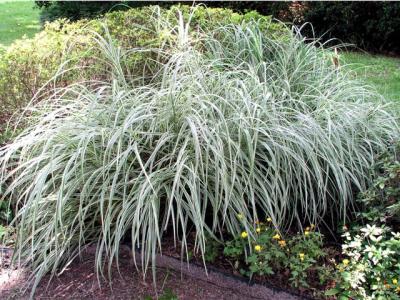 Miscanthus