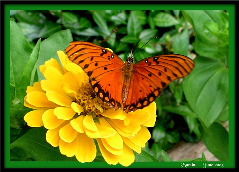 Spring Beauty