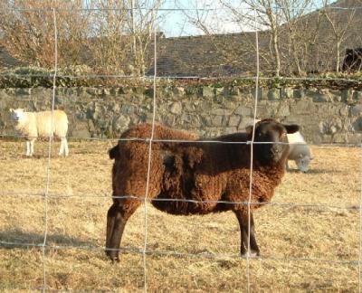 I have my eye on ewe
