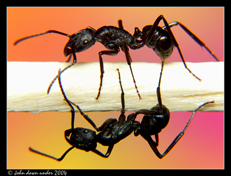Twins by John down under, ant whisperer