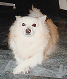 u29/mussetto/upload/17521125.meli20001.JPG