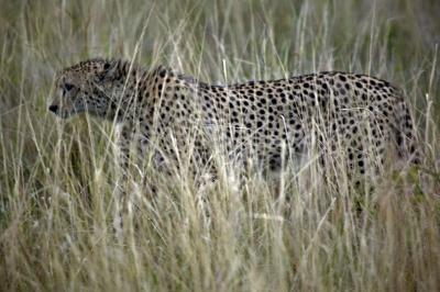 Stalking Cheetah