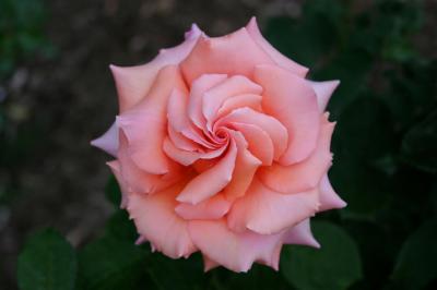peach rose swirl