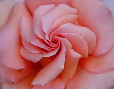 peach rose swirl macro