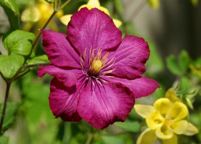 purple clematis