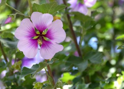 Pink mini hibiscus