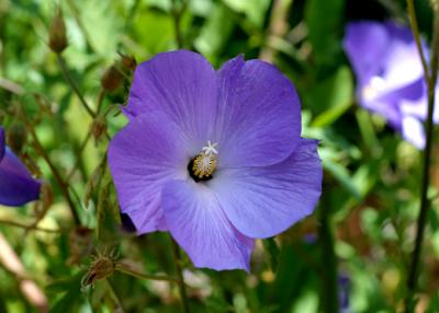blue hibicus