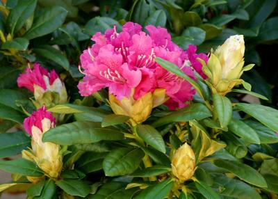 The Rhododendron Collection