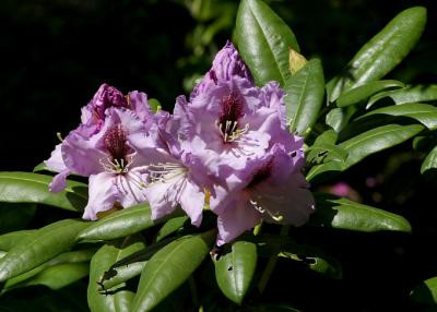 purple rhododendrons