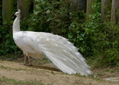 White peacock 2