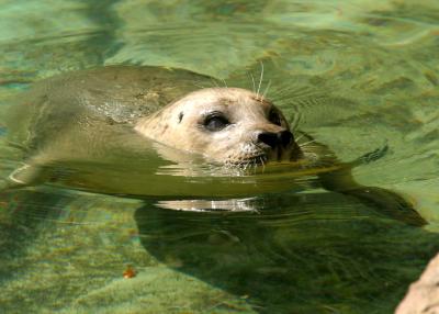 Grey  seal