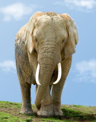 African elephant on the plains