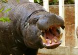 hippo yawn