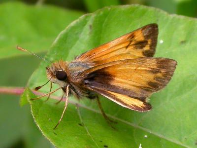 Zabulon Skipper, Male