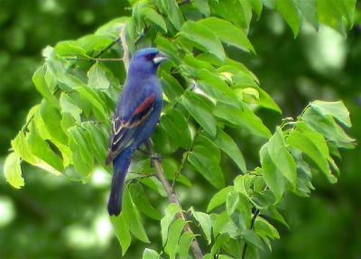 Blue Grosbeak