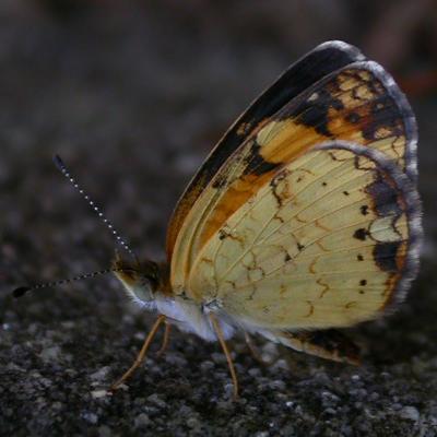 Male Profile