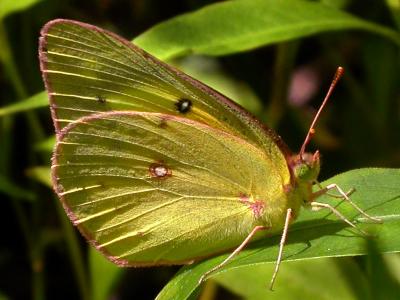 Orange Sulphur