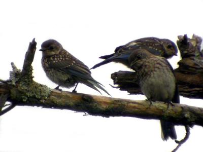 Eastern Bluebird Juveniles