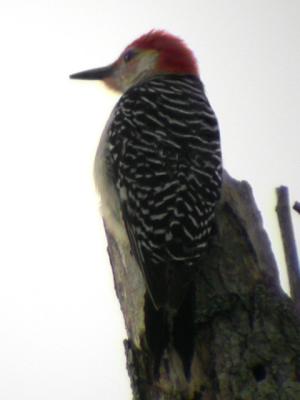 Red-bellied Woodpecker, Male