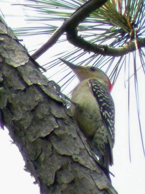 Red-bellied Woodpecker, Female