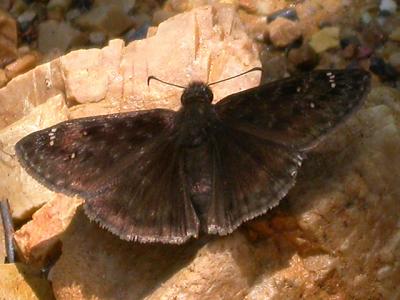 Wild Indigo Duskywing