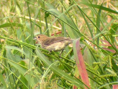 Juvenile