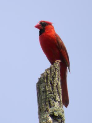 Northern Cardinal