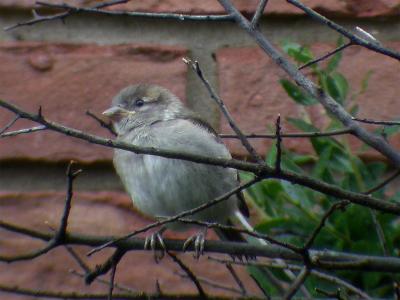 House Sparrow Fledgling