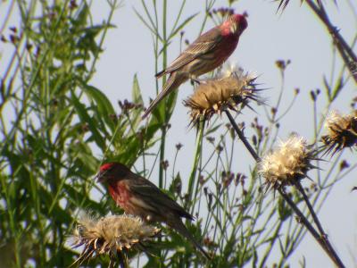finches1024.jpg