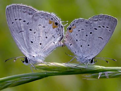 u29/nomantra/medium/17678194.934tblue.jpg