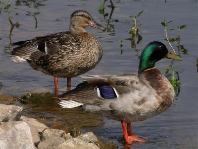 mallards.jpg