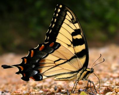 Eastern Tiger Swallowtail
